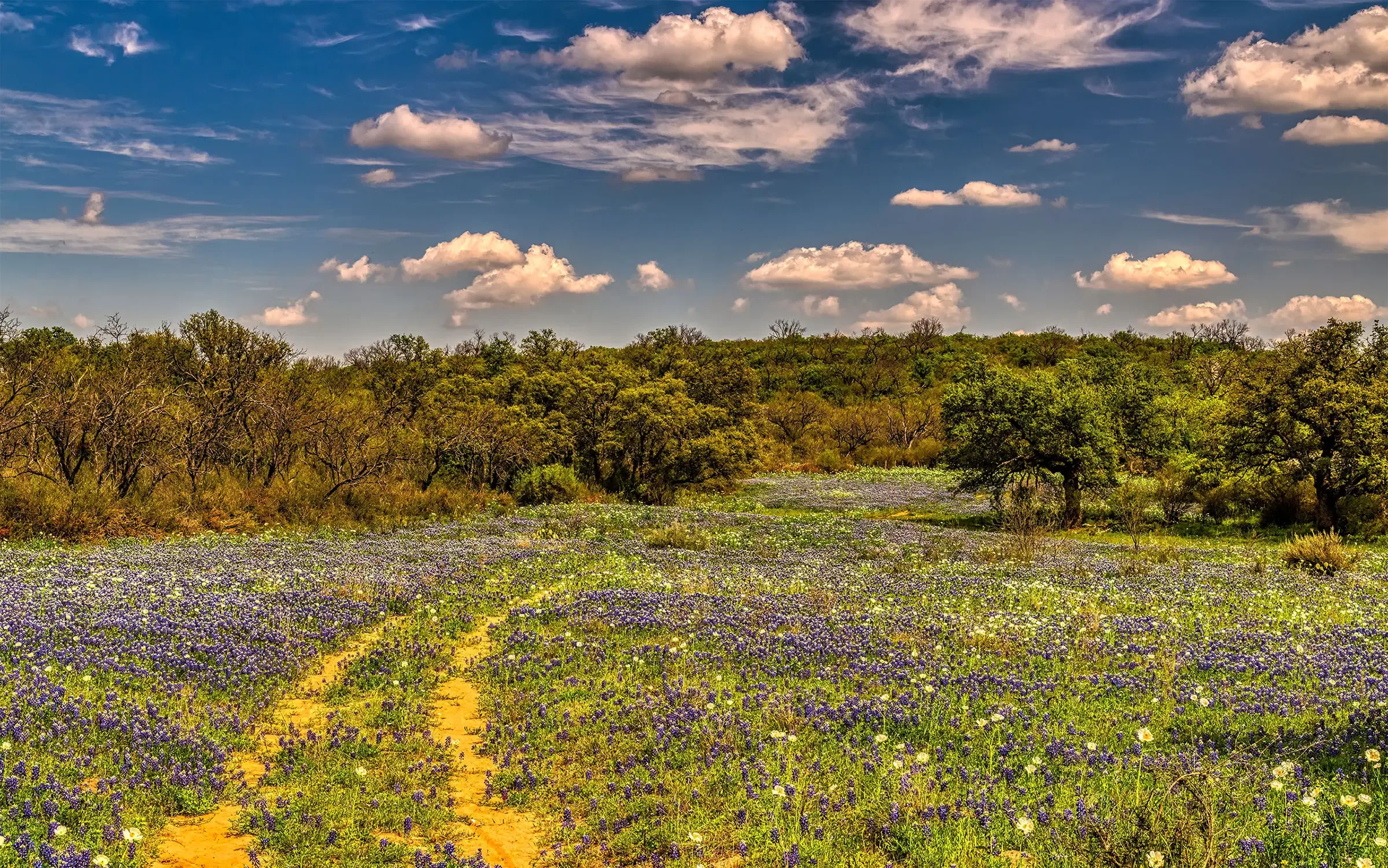 South Texas Landscape